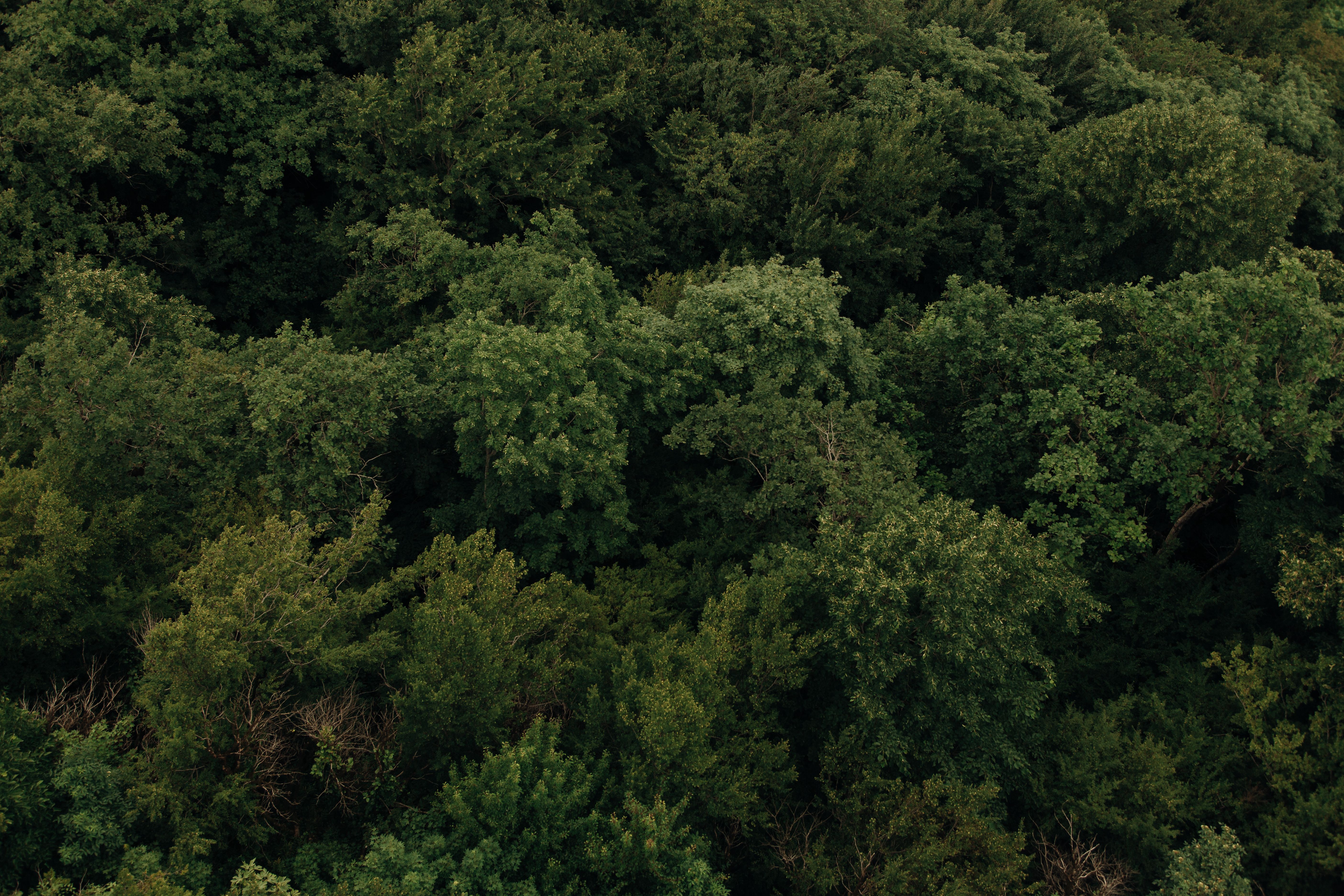 Green forest canopy