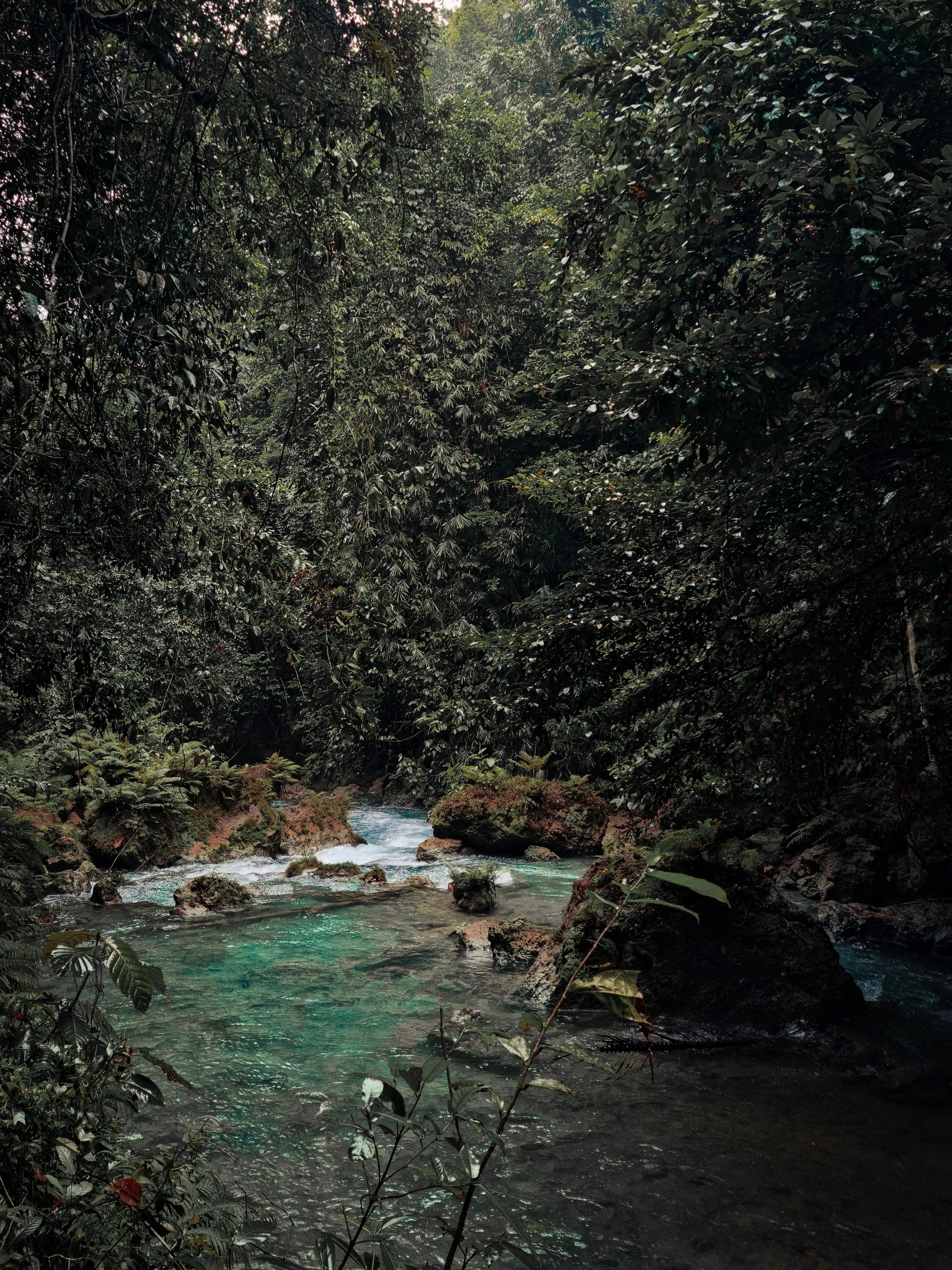 River flowing through a forest landscape
