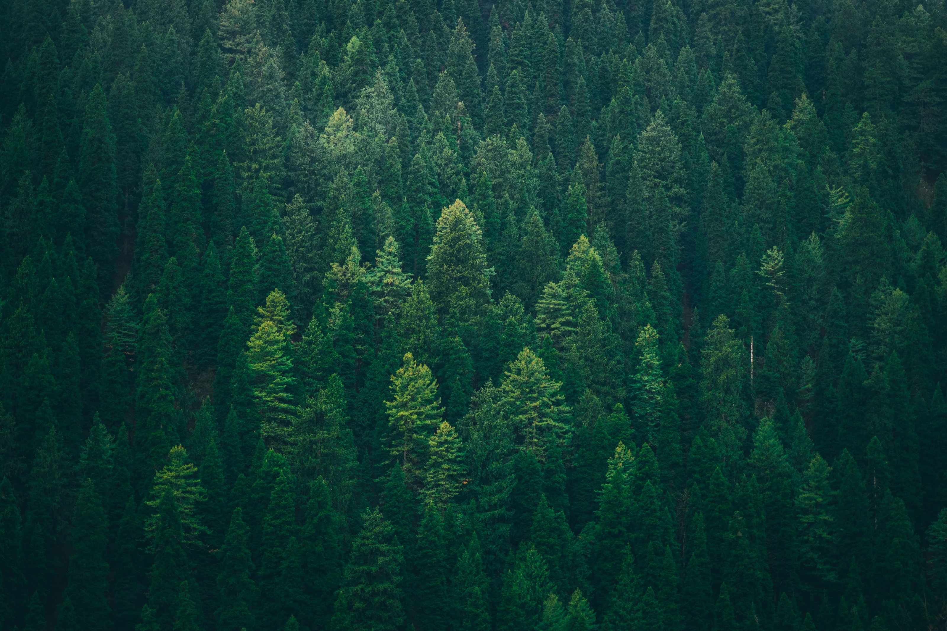 Dense forest canopy · illustrative photograph