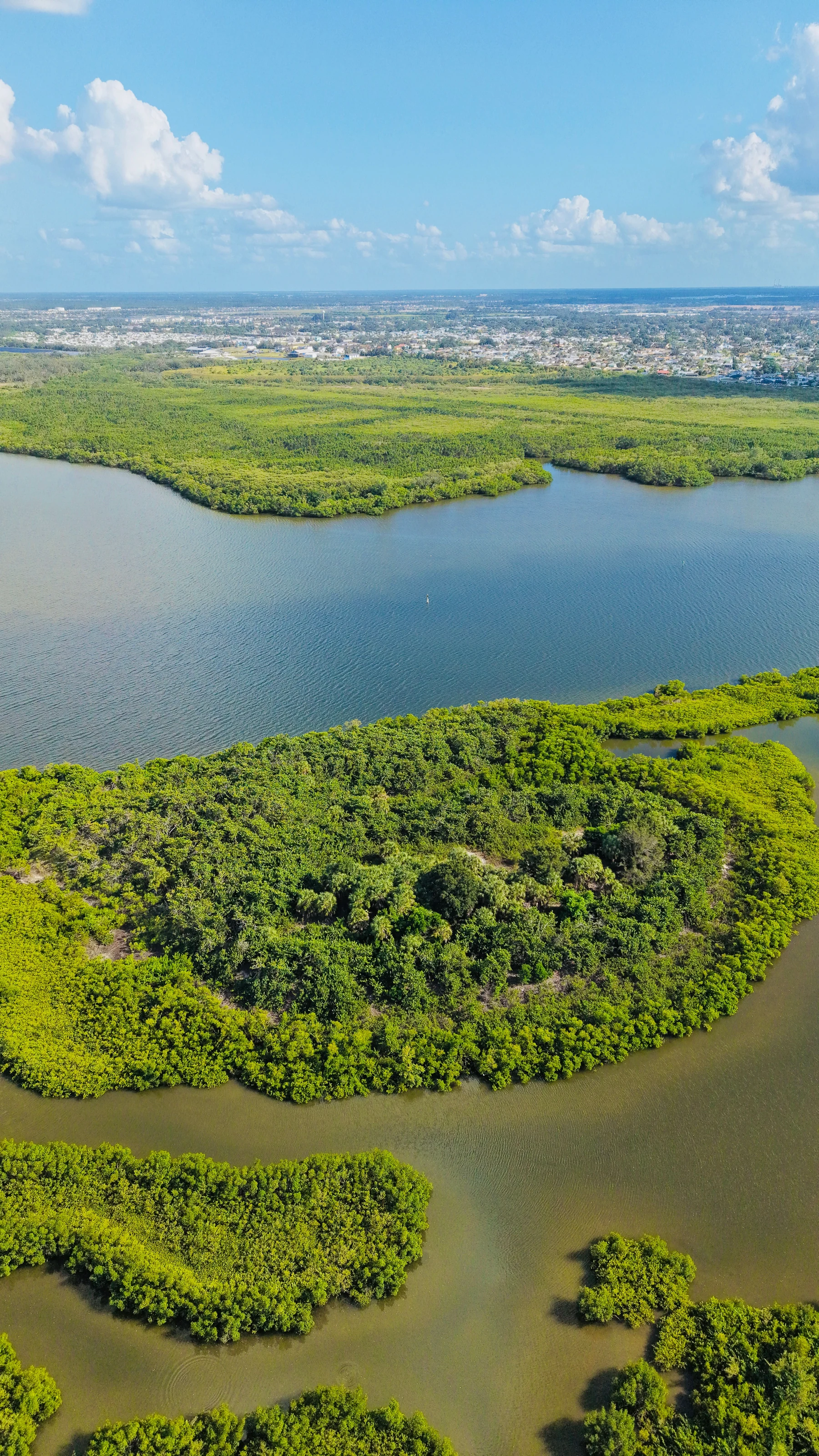 Standing mangrove forest · illustrative photograph